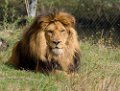 Safaripark Beekse Bergen